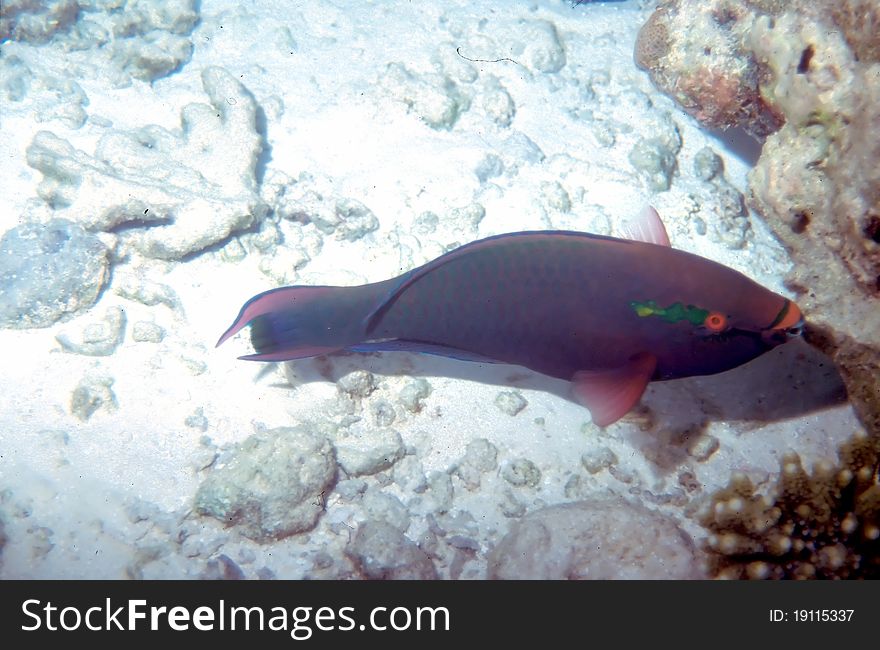 A Dusky Parrotfish Scarus Niger on a reef in the Maldives