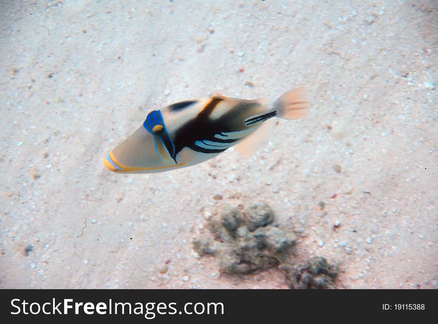 A Picasso Triggerfish on a sandy bottom inthe Maldives