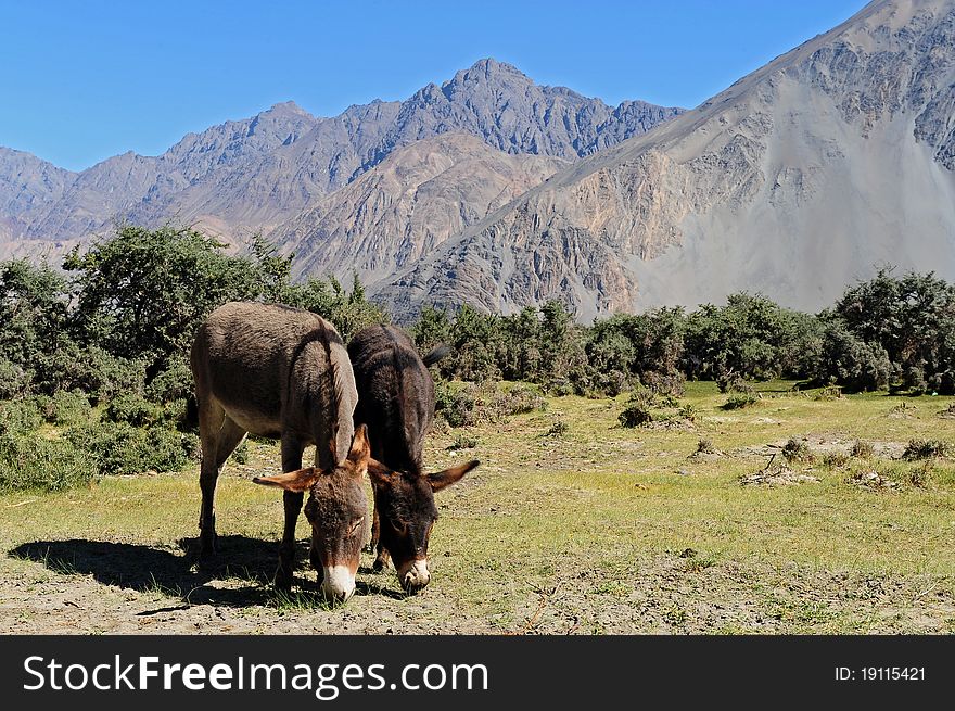 Donkey In Leh, Ladakh, India
