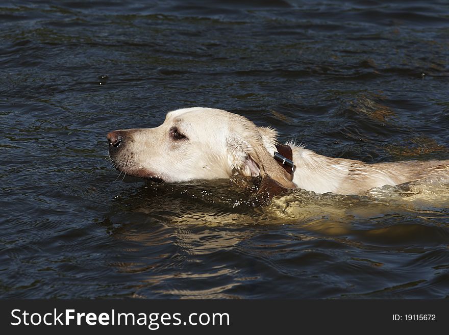 Happy labrador retriever is swimming in the river. Happy labrador retriever is swimming in the river.