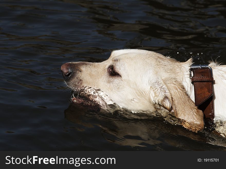 Swimming labrador