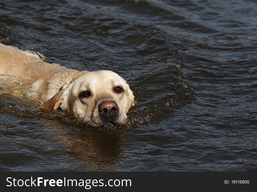 Swimming Labrador