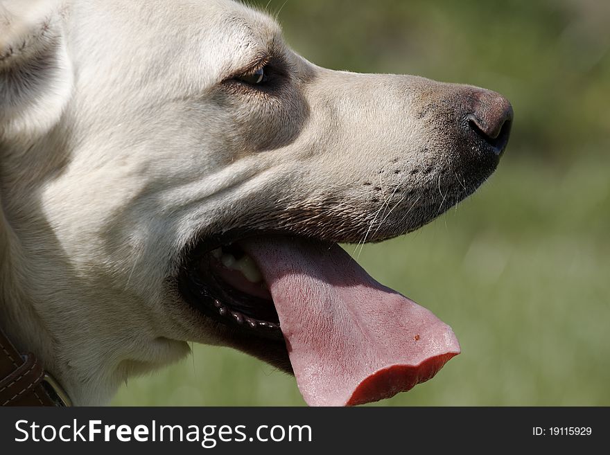 Yellow labrador retriever on grass in the park.