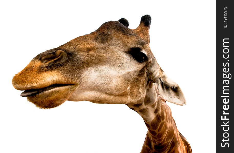 Giraffe tongue out, face close up. Giraffe tongue out, face close up