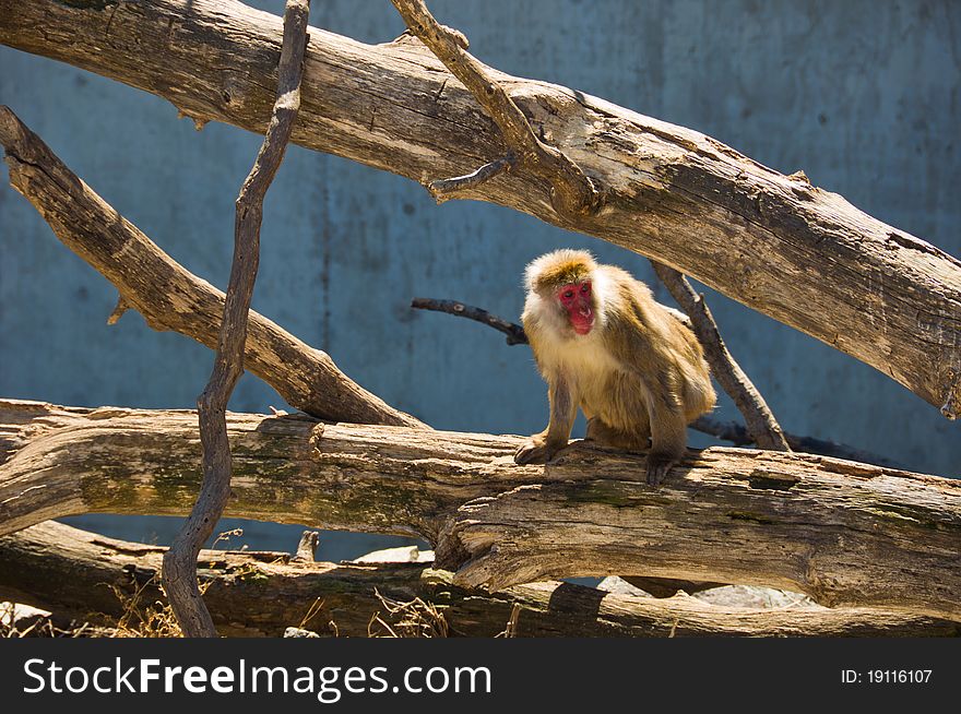 A Monkey on a wooden Branch sitting in the Sun