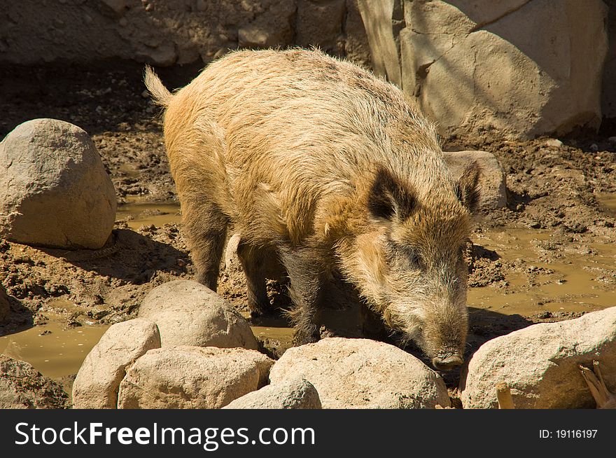 A Wild Boar sniffing between two rocks