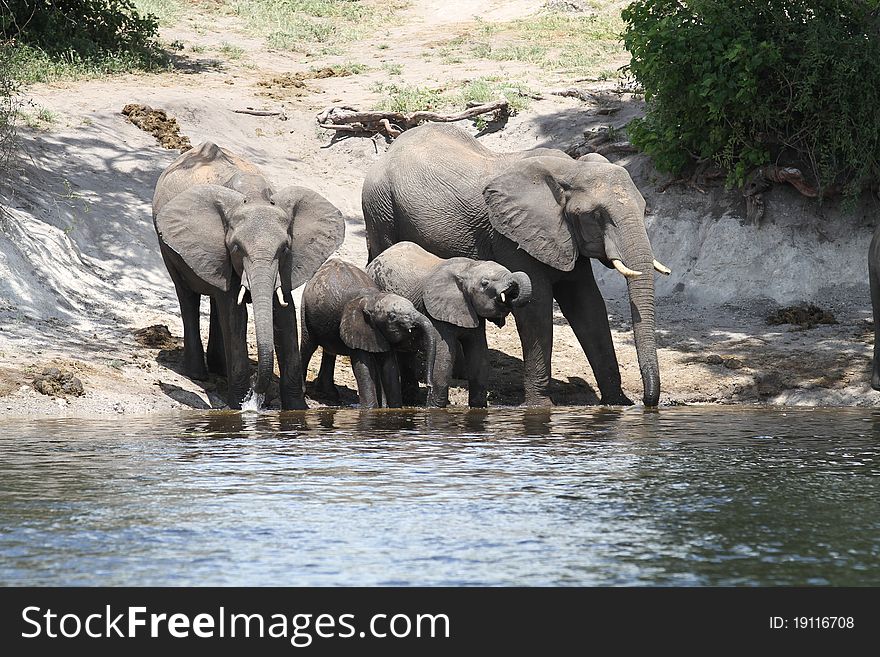 Elefhants in the Chobe river in Botswana. Elefhants in the Chobe river in Botswana