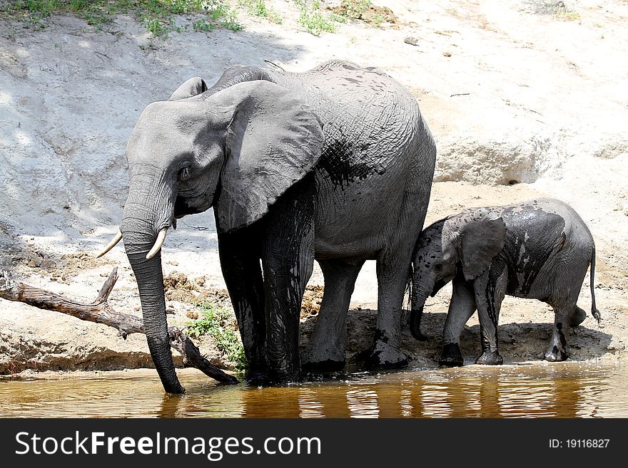 Elefhants in the Chobe river in Botswana. Elefhants in the Chobe river in Botswana