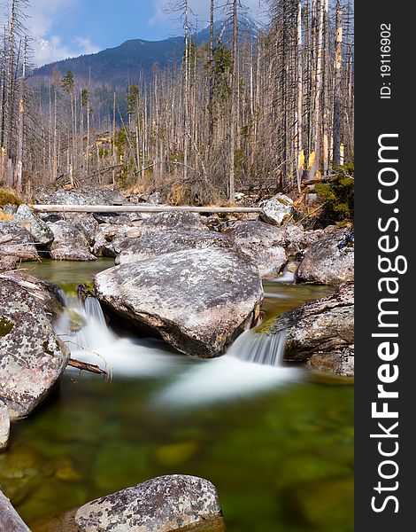 Dead Dry Forest - Bark Beetle Calamity