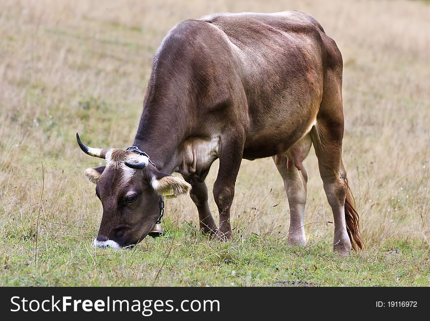 Cow grazes on a trans-Carpathian green fields