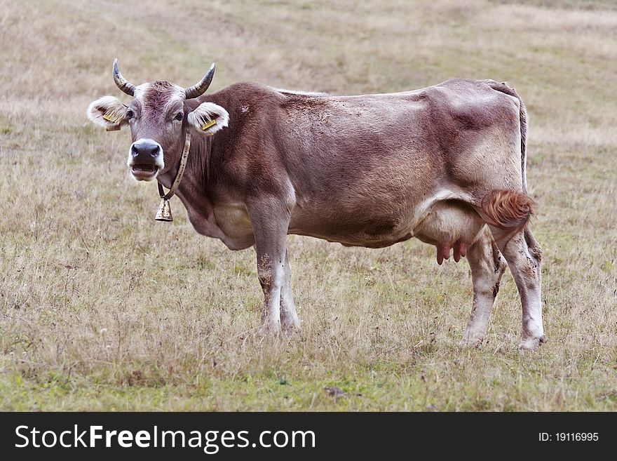 Cow grazes on a trans-Carpathian green fields