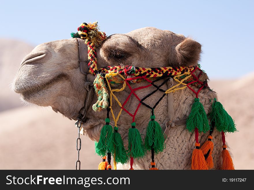 Head of an camel in a portrait like picture with shallow depth of field.