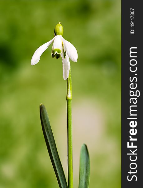 Snowdrop- spring white flower with soft background. Snowdrop- spring white flower with soft background