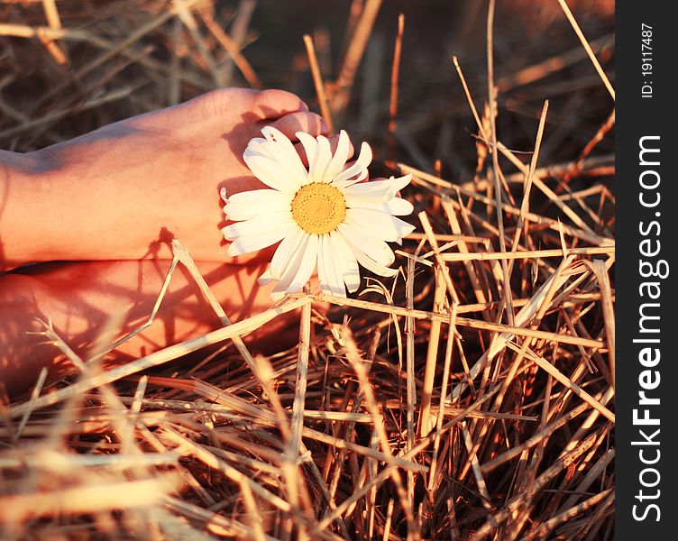 Chamomile, a woman's leg, a haystack, field