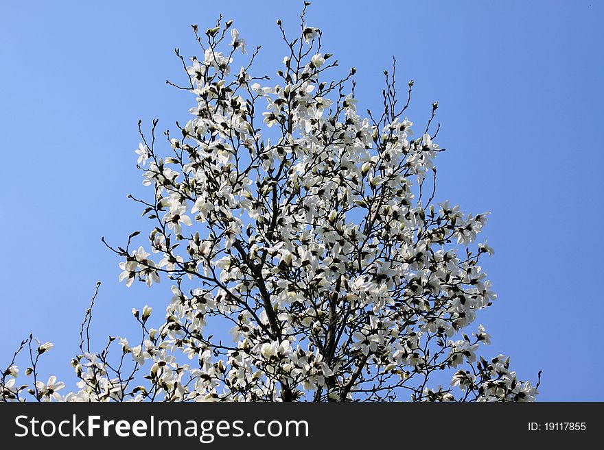 White magnolia flowers in spring garden