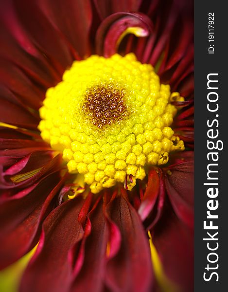 Macro red and yellow daisies flower