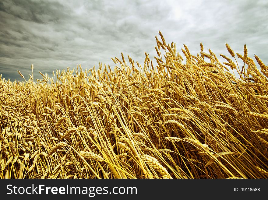 Ripe wheat in the field