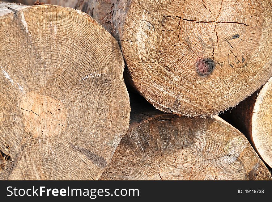 Macro shoot of cutted logs