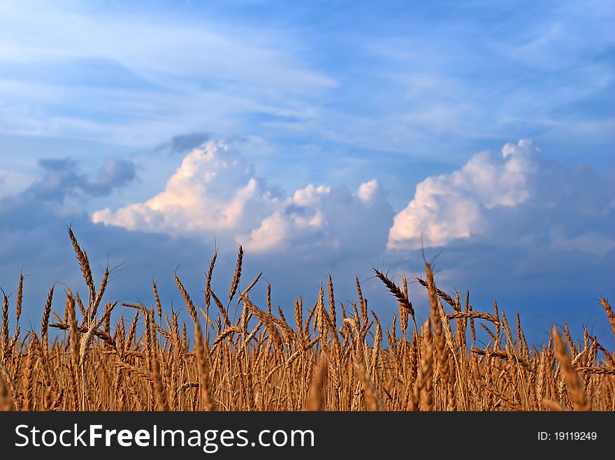 Rye. Rye field on a background of cloudy sky.