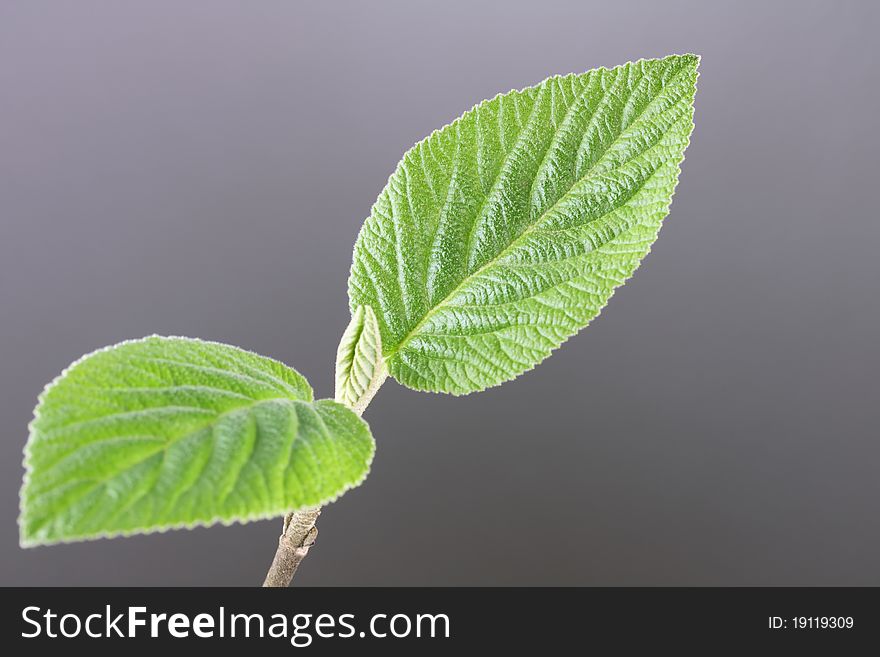 Young leaves on gradient background