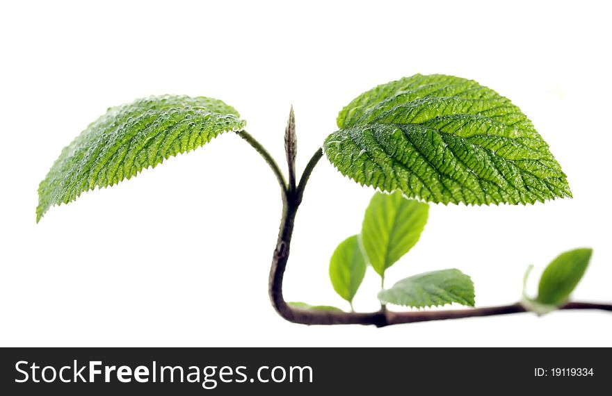 Young leaves isolated on white background
