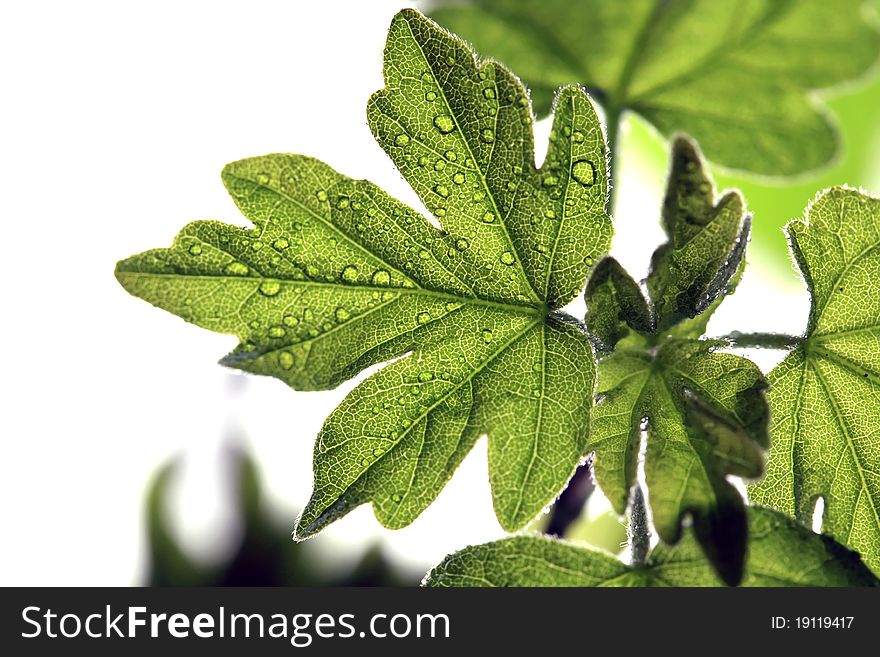 Young leaves isolated on white background