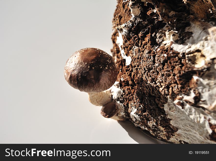 The Shiitake.Mushroom