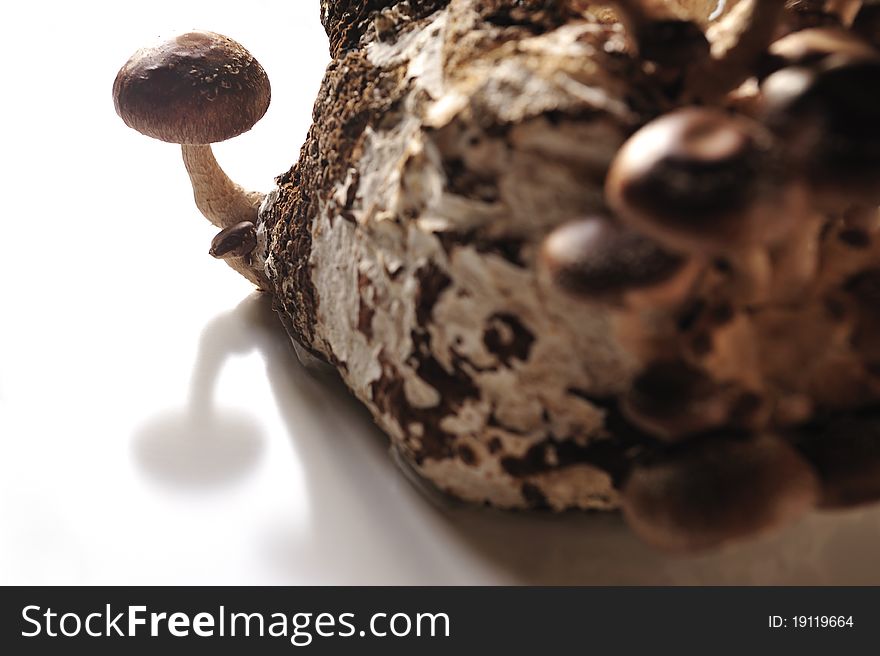 The Shiitake.Mushroom