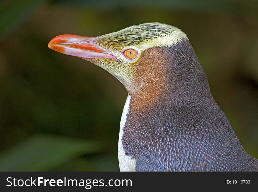 Penguin new zealand, Dunedin Peninsula. Penguin new zealand, Dunedin Peninsula