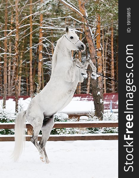 White arabian horse rearing, winter, woods, snow. White arabian horse rearing, winter, woods, snow