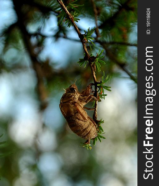 A locust or Cicada shell hanging from a branch in an everygreen tree. A locust or Cicada shell hanging from a branch in an everygreen tree