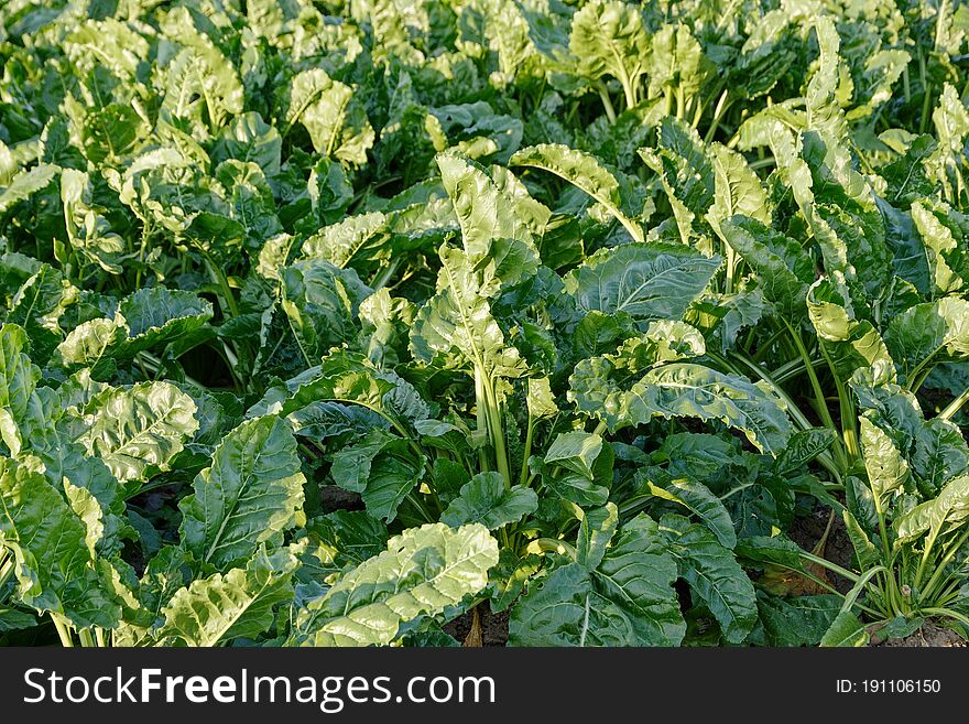 View of sugar beet leaves, sugar beet in the field