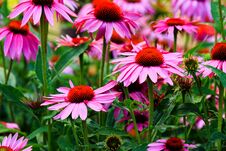 Large Flowers Of Echinacea Purpurea Stock Photo Large Flowers Of Echinacea Purpurea Stock Photo