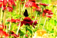 Red Echinacea With Butterfly Stock Images Red Echinacea With Butterfly Stock Images