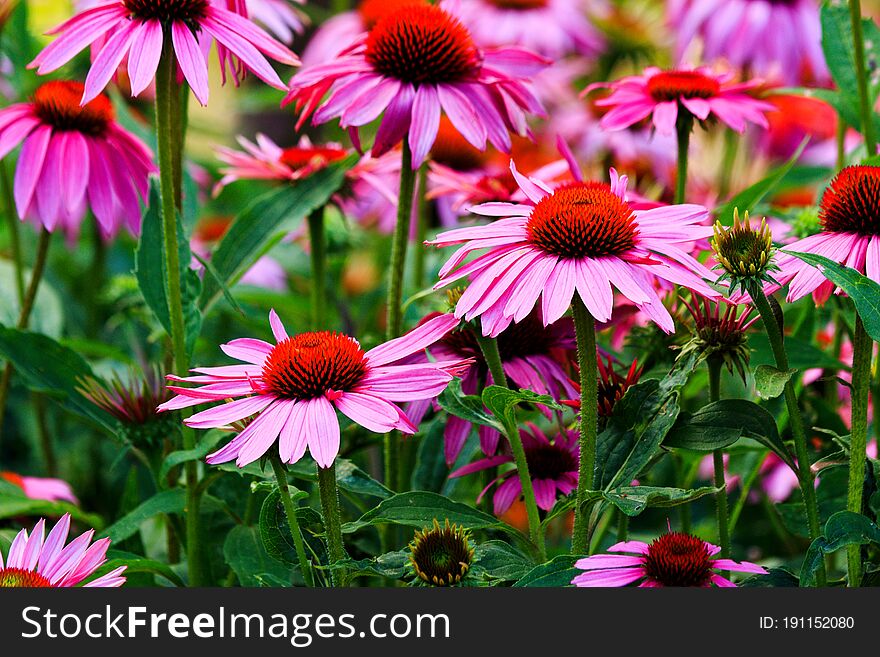 Large Flowers Of Echinacea Purpurea