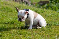 Shy French Bulldog Sitting On Grass Royalty Free Stock Photo