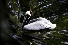 Brown Pelican Royalty Free Stock Image Brown Pelican Royalty Free Stock Image