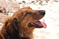 A Dachshund Dog Looking Upward Stock Image