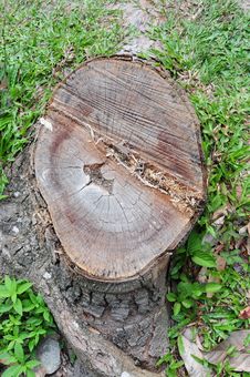 Tree Stump Stock Photography