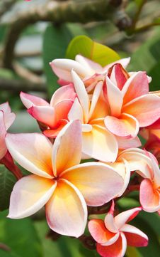 Plumeria Flowers Stock Photos Plumeria Flowers Stock Photos