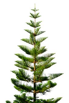 Free Exotic Green Tree Stock Image - 19123631