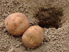 Planting Potatoes Royalty Free Stock Photography Planting Potatoes Royalty Free Stock Photography