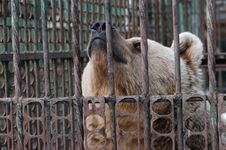 Bear In Captivity Stock Images Bear In Captivity Stock Images