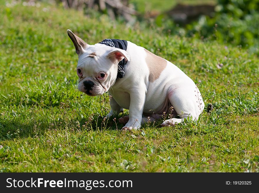 Shy French Bulldog sitting on grass