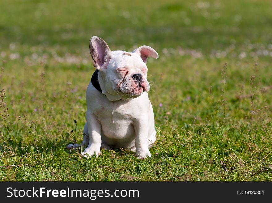 Cute French Bulldog Puppy Relaxing