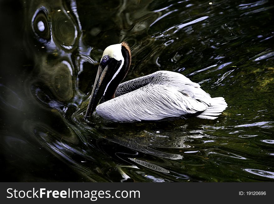 A brown pelican floating in green water