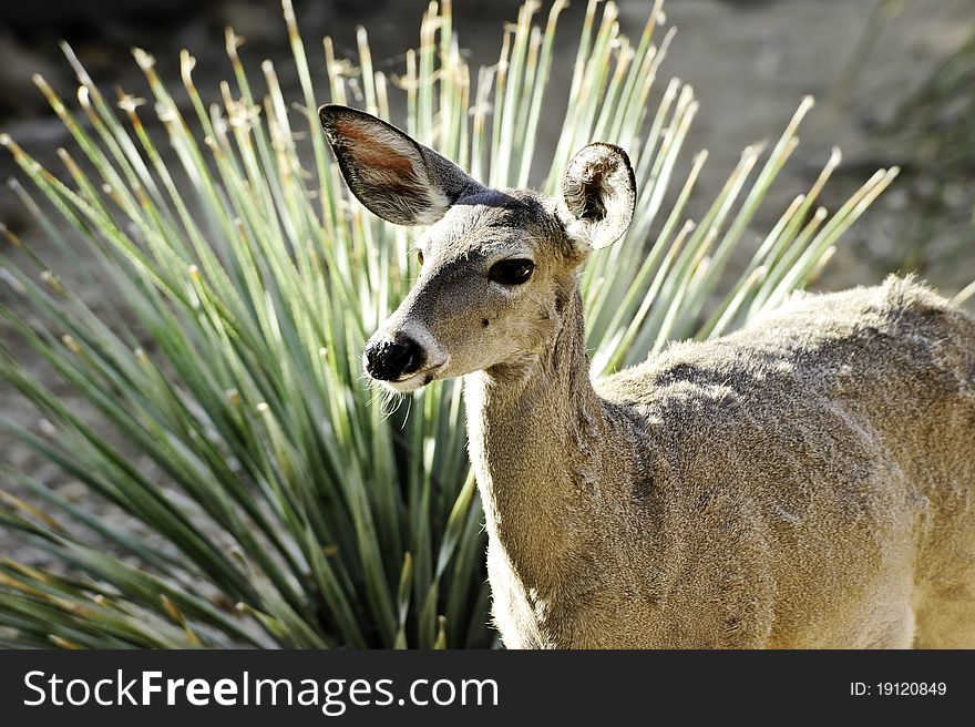 A female mule deer standing in front of a palm