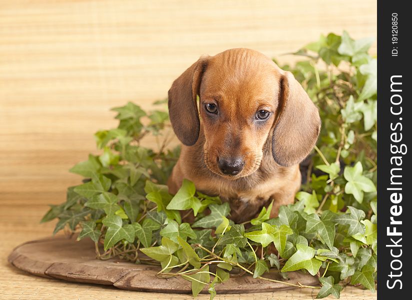 Dachshund puppy among the ivy leaves