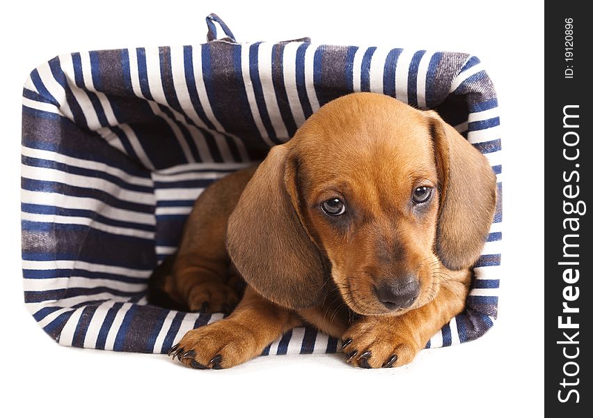 Dachshund  puppy and white  background. Dachshund  puppy and white  background