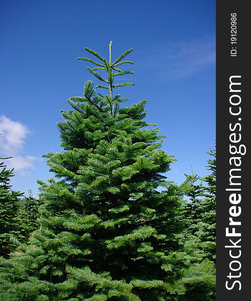 Pine trees on a U-Pick Christmas tree farm located in Washington State.